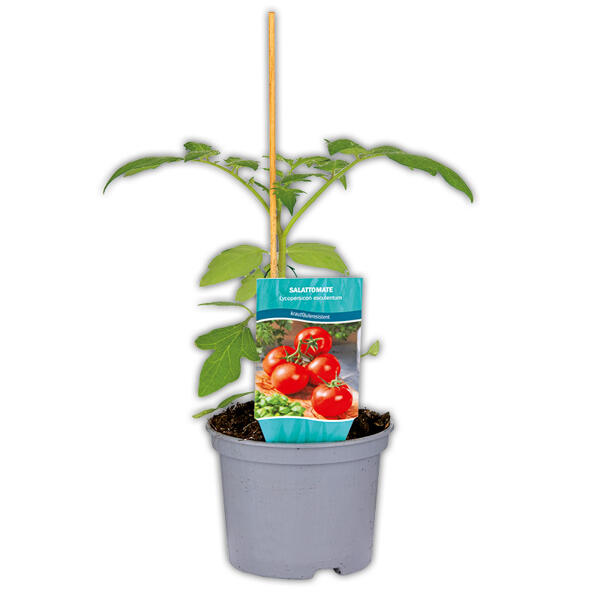 Krautfäule-Resistente Tomaten