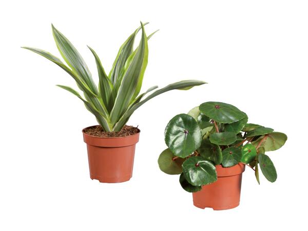 Grøn plante