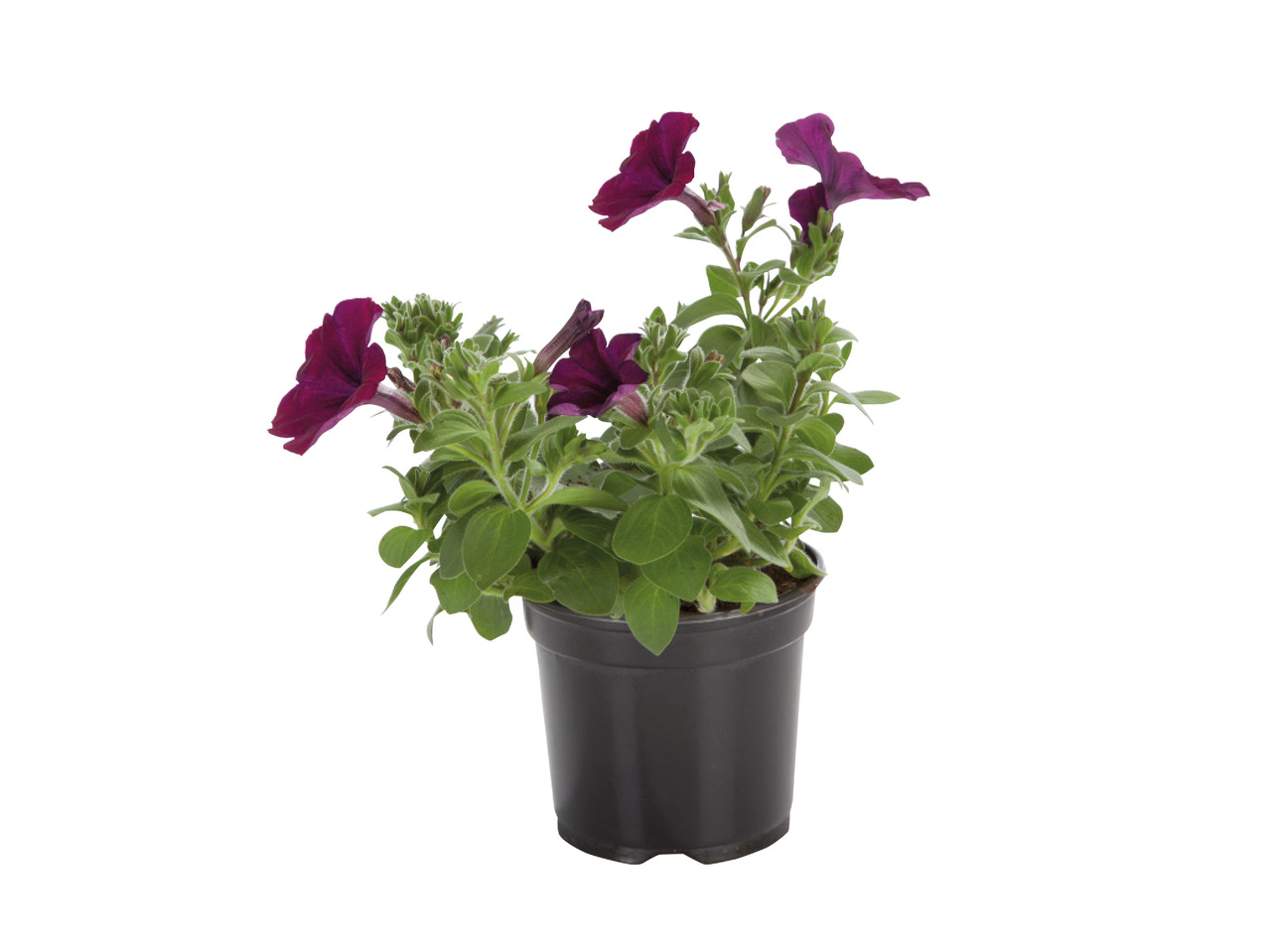 Bedding Plants1
