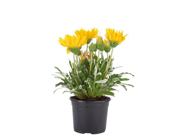 Assorted Flowering Plants