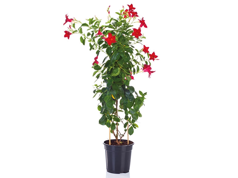 Dipladenia