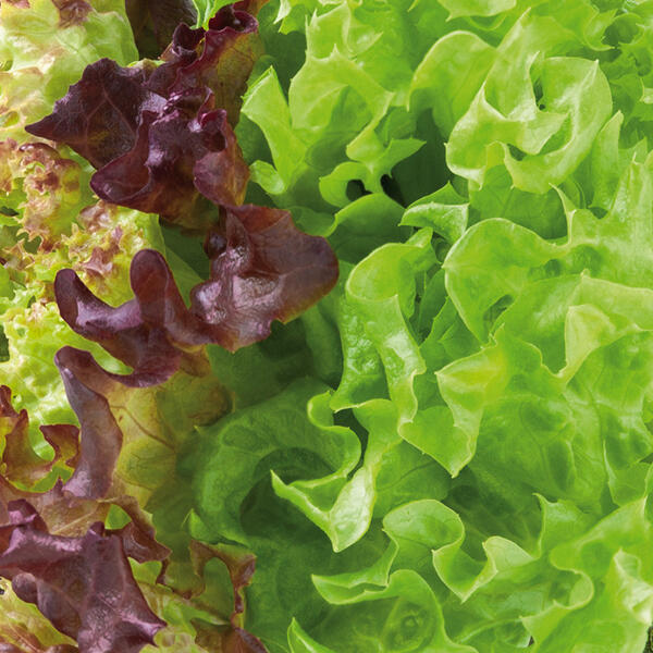 Bio-Salat
