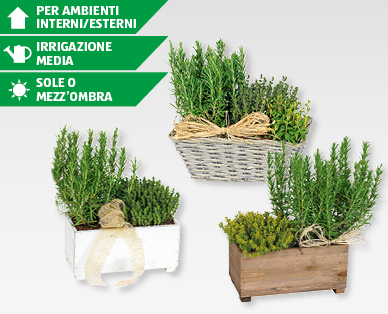 Cassette e cestini con erbe aromatiche