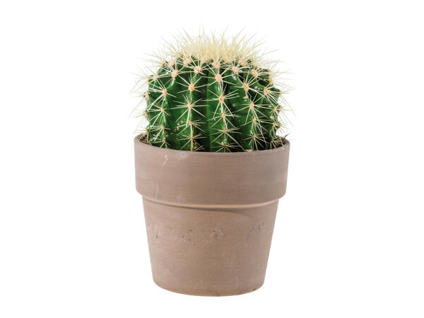 Cactus in Ceramic