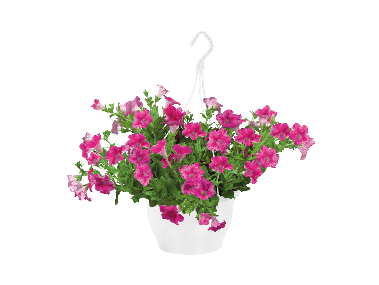 Hanging Baskets1