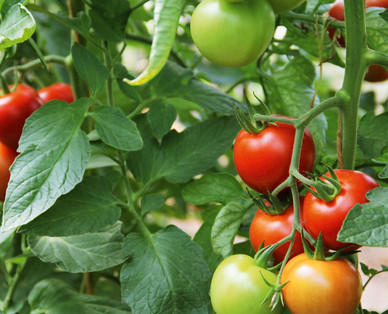 ZURÜCK ZUM URSPRUNG Österreichische Bio-Fruchtgemüsepflanze