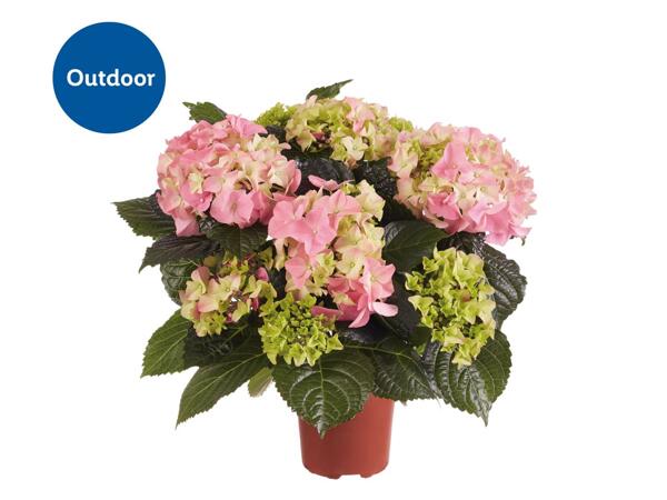 Hydrangea 10.5cm