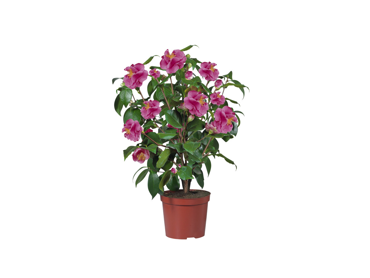 Camellia1