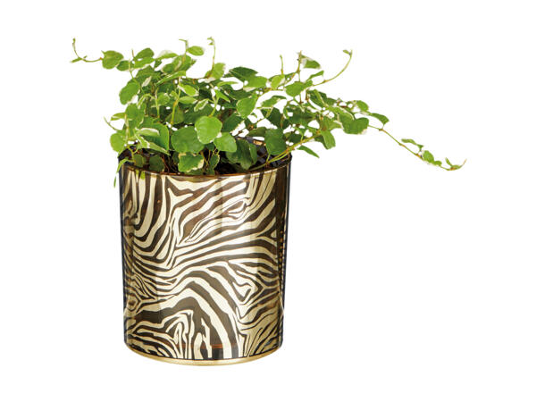 Grøn plante i glasskjuler