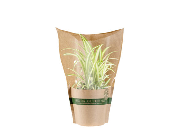 Air Purifying Plants