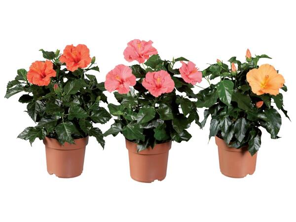 Hibiscus bush