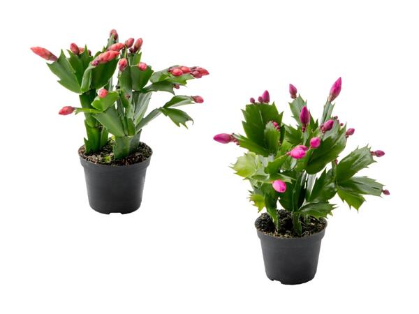 Schlumbergera