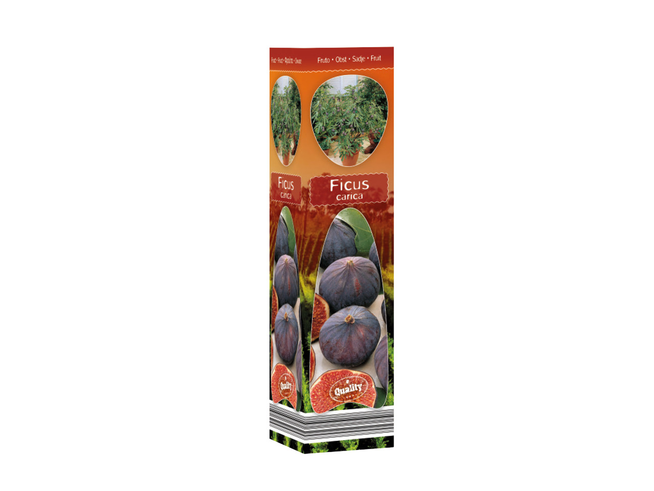 Mediterranean Plants1
