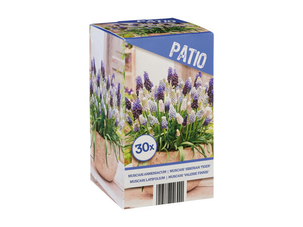 Bulb Selection