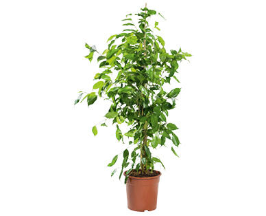 PIANTE SOLITARIE