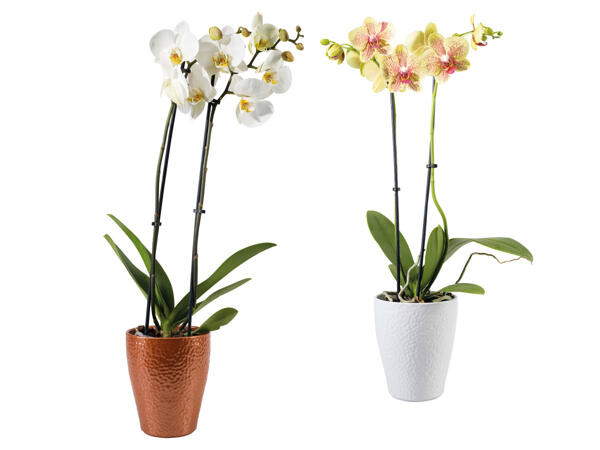 Orchidee 2-Trieber im Keramiktopf