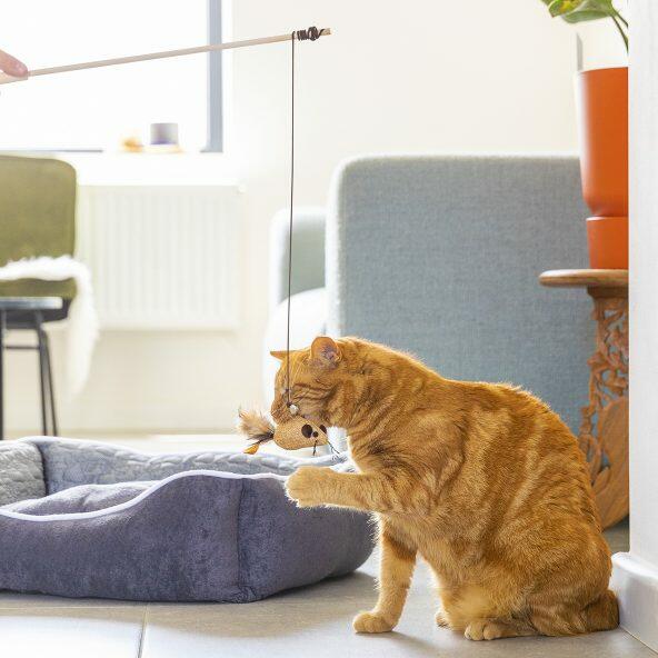 Kattenhengels, 3 st.