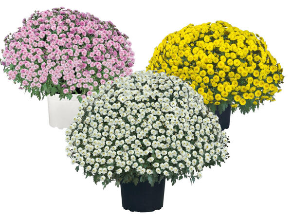 Chrysantheme