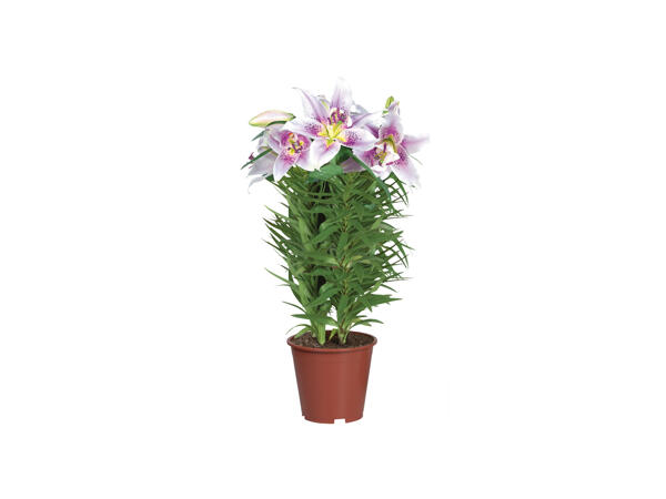 Oriental Lilies