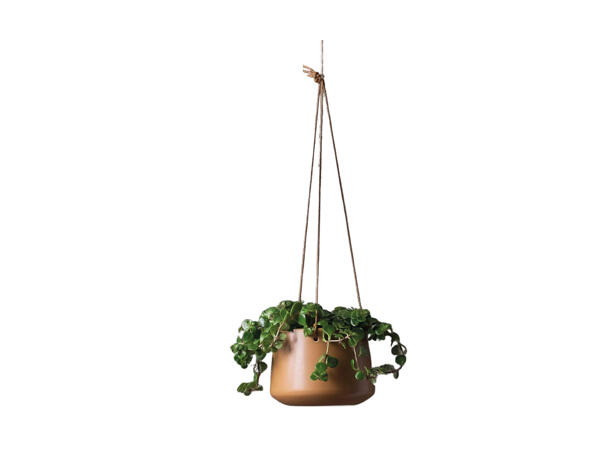 Grøn plante i planteophæng