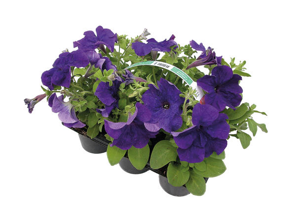 Petunia i 6‘er bakke