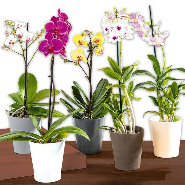 Orchidee