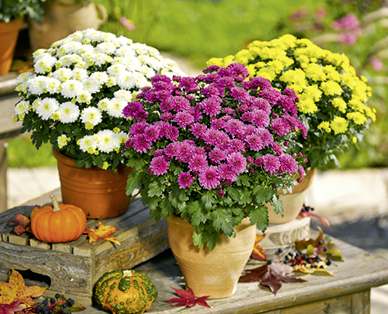Chrysanthèmes