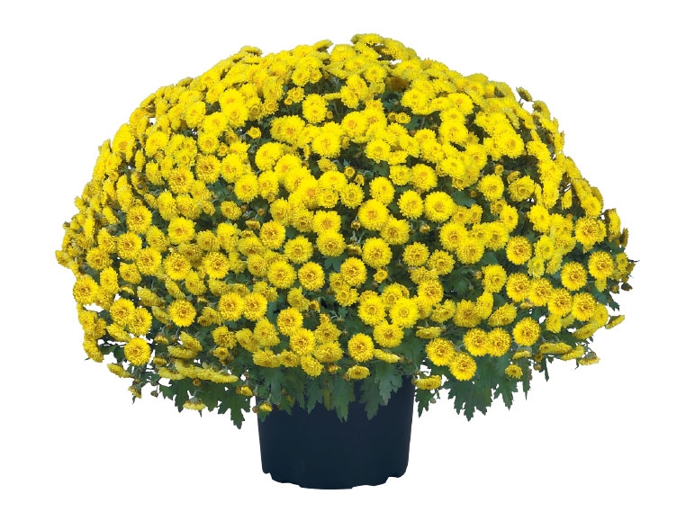 Chrysanthemum Bush