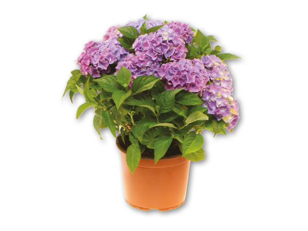 Dansk havehortensia
