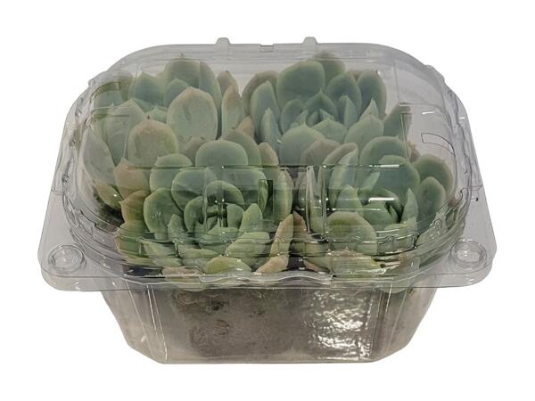 Husløg og Echeveria i bakke