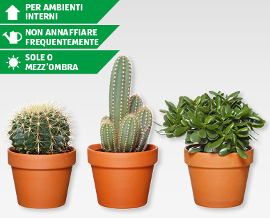 Cactus assortiti