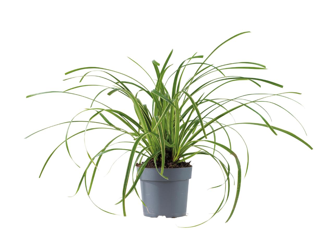 Ornamental Grass1