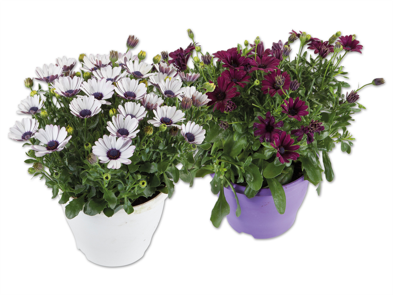 Osteospermum Ton in Ton (Kapmargerite)