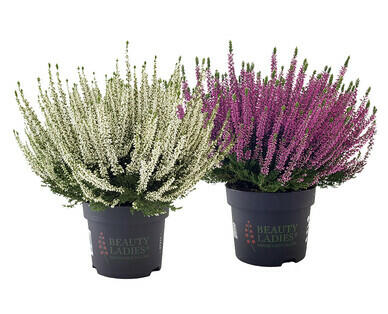 CALLUNA