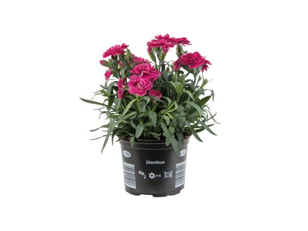Dianthus Adorables
