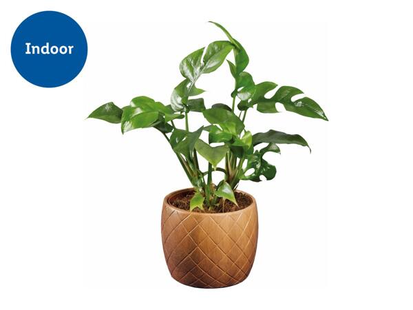 Green Plants in Wood Design Ceramic