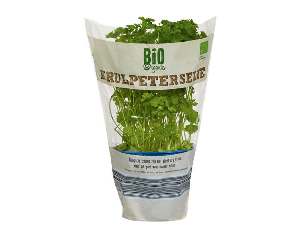Persil bio en pot