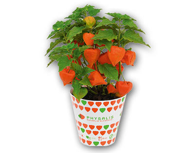 Physalis