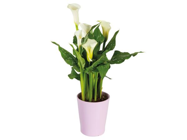 Calla im Keramiktopf