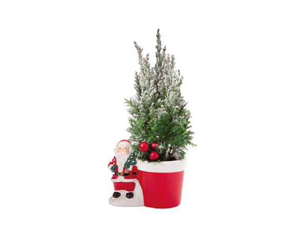 Father Christmas with Conifer
