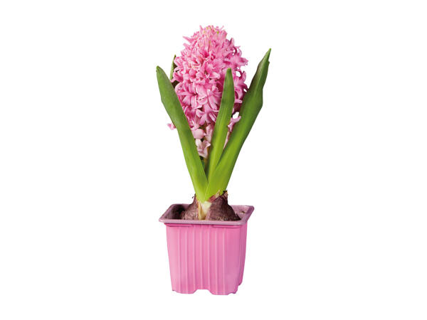 Hyacinths