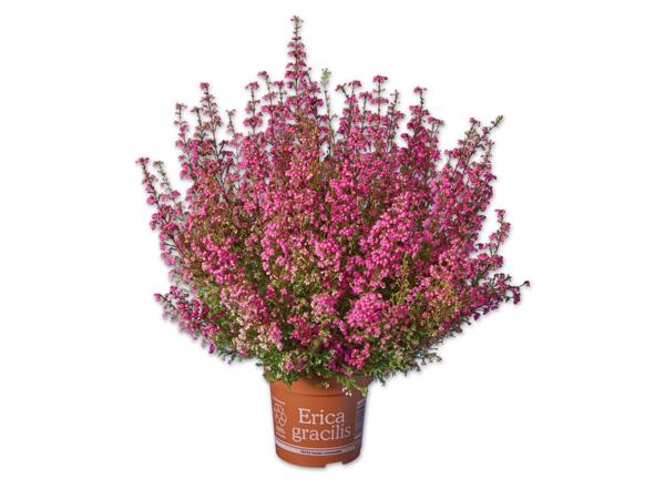 Erica gracilis