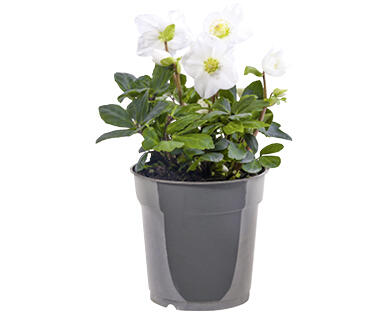 ROSE DE NOËL