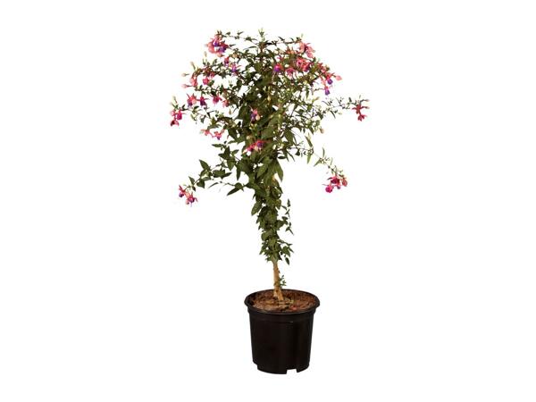 Standard Fuchsia
