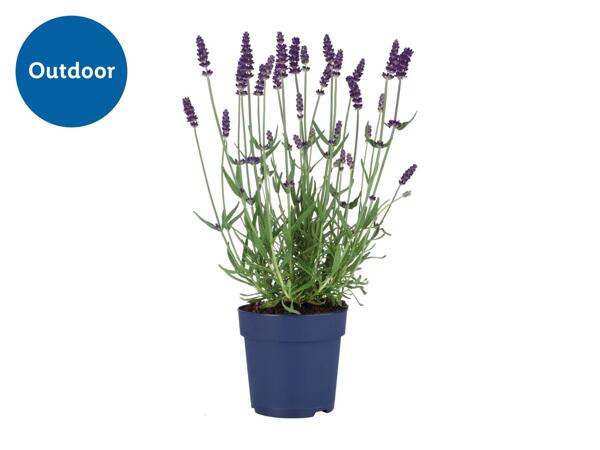 Lavender