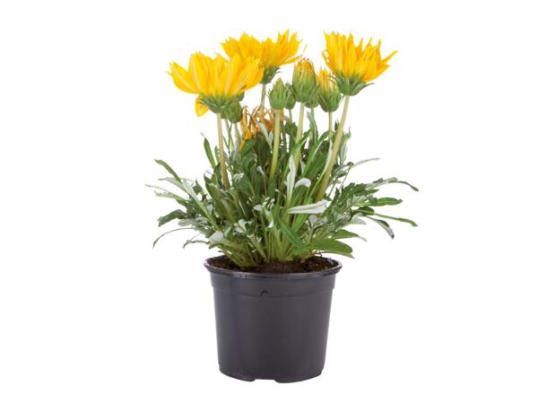 Assorted Flowering Plants