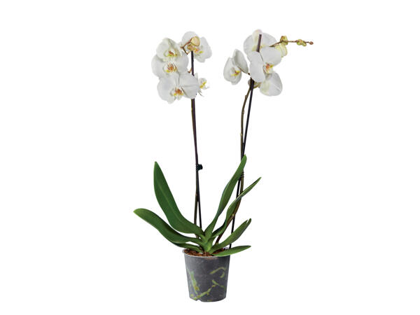 2 Stem Orchid