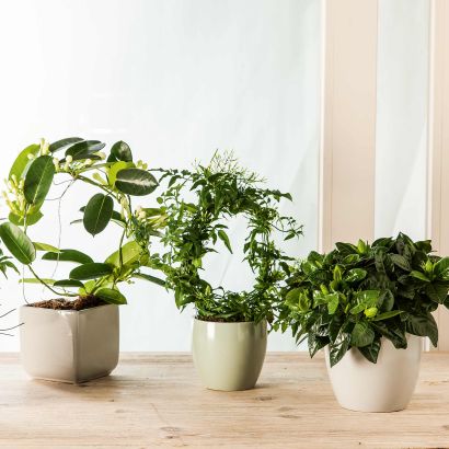 Jasmin, Stephanotis ou Gardénia