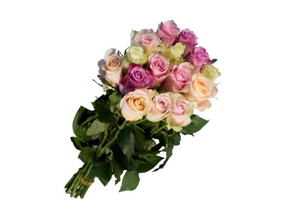 Roses Premium Pastell