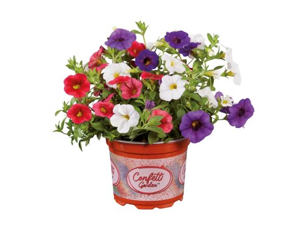 Minipetunia